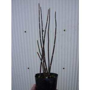 トクサ販売 花 ガーデニング の商品一覧 通販 Yahoo ショッピング