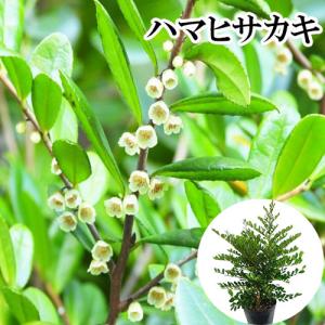 サボテン：オルテゴカクタス マクドガリー*幅9.5cm 現品！一品限り