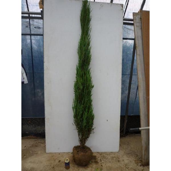 スカイロケット 樹高1.5m前後 根巻き （ 単 品 ）（送料無料）  苗 植木 苗木 庭