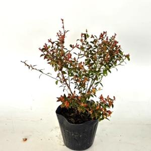 ビルベリー 樹高0 3m前後 15cmポット 単 品 苗 植木 苗木 5680 花と緑スーパーseven 通販 Yahoo ショッピング