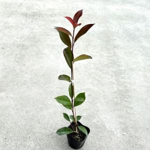 レッドロビン 樹高0.5m前後 10.5cmポット （ 単 品 ）  苗 植木 苗木 庭｜ueki