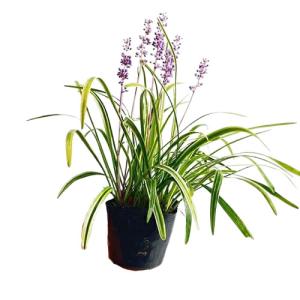 フイリヤブラン / 10.5cmポット ( 単...の詳細画像1