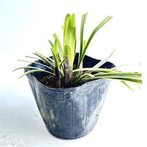 フイリヤブラン / 10.5cmポット ( 単...の詳細画像2