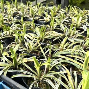 フイリヤブラン / 10.5cmポット ( 単...の詳細画像3