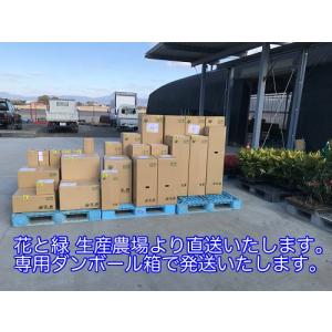 フイリヤブラン / 10.5cmポット ( 単...の詳細画像5