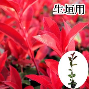 レッドロビン 樹高0.8m前後 10.5cmポッ...の商品画像
