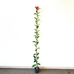 レッドロビン 樹高0.8m前後 10.5cmポ...の詳細画像1