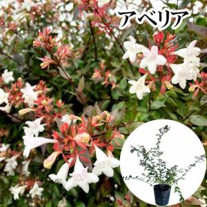 特選庭木・植木：オリーブ（シプレッシーノ）*樹高150cm 現品限り