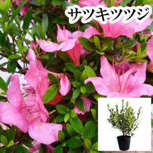 庭木：サツキ*（さつき・大盃） 大株 : 遊恵盆栽 Yahoo!店 - 通販
