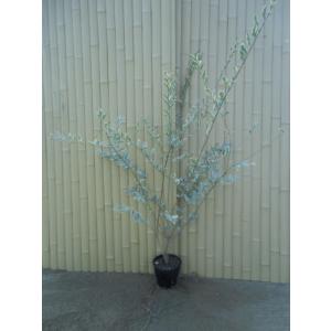 ピスタチオ15cm硬質ポット苗木(観賞用品種) 1本売り」 希少価値のある