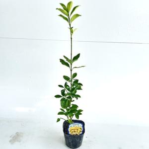 オウゴンマサキ 樹高0.4m前後 10.5cm...の詳細画像1