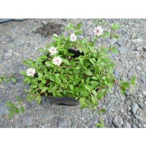 リピア（ヒメイワダレソウ） / 9.0cmポット （ 単 品 ） 苗 植木