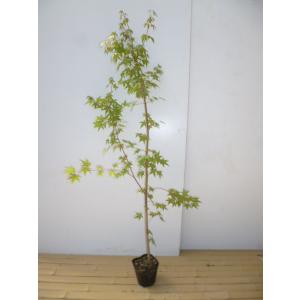 イロハモミジ 樹高1.5m前後 15cmポット （ 単 品 ）（送料無料）  苗 植木 苗木
