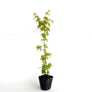 イロハモミジ 樹高1.5m前後 18cmポット （ 単 品 ）（送料無料） 苗