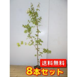 イロハモミジ 樹高1.5m前後 18cmポット （5本セット）（送料無料） 苗