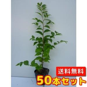 エノキ 樹高0.3m前後 10.5cmポット （50本セット）（送料無料）  苗 植木 苗木 庭