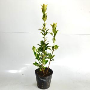 生垣 黄金マサキの商品一覧 通販 Yahoo ショッピング