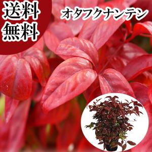 苗・盆栽苗：小葉性楓 かえで * コバショウカエデ 盆栽向きカエデ