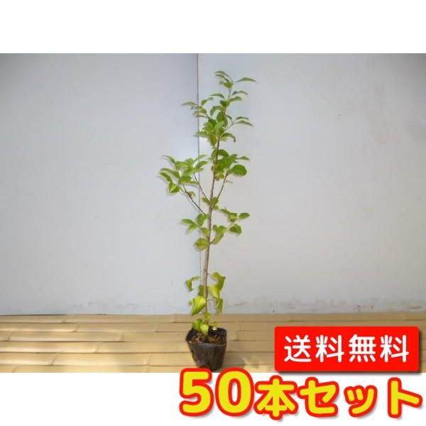 ソヨゴ 樹高0.3m前後 10.5cmポット （50本セット）（送料無料） メス木 苗 植木 苗木 ...