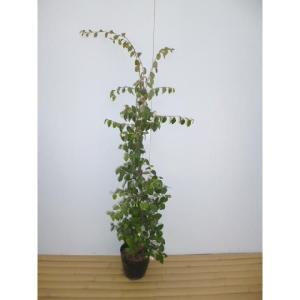 アオキ（アオアオキ クロアオキ） 樹高0.4m前後 15cmポット （5本