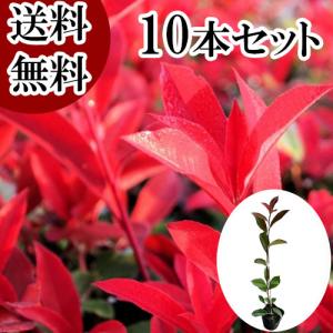 レッドロビン スカーレットパール 長さ1m分の生垣セット レッドロビン