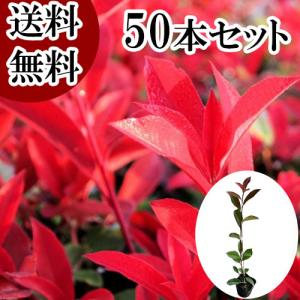 レッドロビン 樹高0.8m前後 10.5cmポット （50本セット）（）