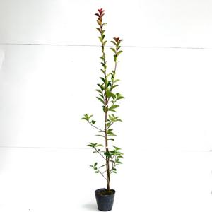 レッドロビン 樹高1.2m前後 15cmポット （5本セット）（送料無料）  苗 植木 苗木