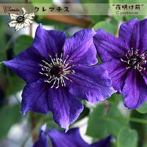 クレマチス苗 ストーリーズ 4.5号ポット フロリダ系 及川フラグリーン