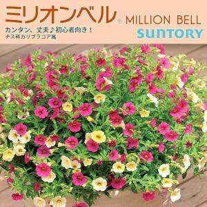 ミリオンベル　カリブラコア 3号ポット苗  全10色  1鉢  小輪系 サントリーフラワーズ SUNTORY FLOWERS｜uekibachi