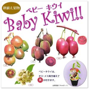 果樹苗 ベビーキウイ ４種 Baby Kiwi サルナシ3号 3 5号ポット苗 かわいい ミニキウイ 育て方つき 106 Baby Kiwi 渋谷園芸 植木鉢屋 通販 Yahoo ショッピング