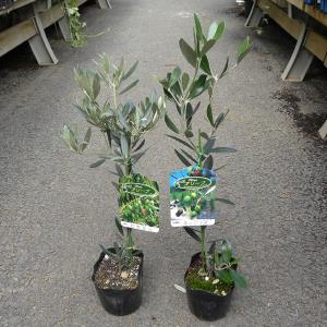 オリーブ苗木　ルッカ  タラスコア  アザパ  デルモロッコ