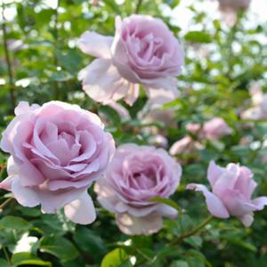 バラ大苗 ローズ シナクティフ モーヴ 四季咲き 丸弁抱え咲き ロゼット咲き 大輪 Rose Synactif デルバール Georges Dellbard