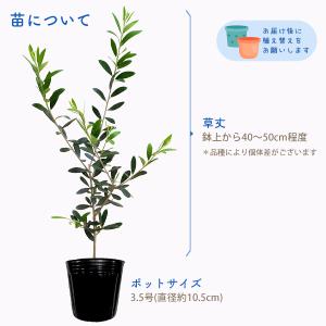 在庫僅少 オリーブ 苗 3.5号 ポット 全1...の詳細画像1
