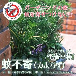 蚊不寄 蚊よらず 3号ポット 1鉢 単品 虫よけハーブ苗蚊が嫌う香り成分 ハーブの香りでやさしく蚊よけ ワームウッド ニガヨモギ 耐寒性 113 Kayorazu 渋谷園芸 植木鉢屋 通販 Yahoo ショッピング