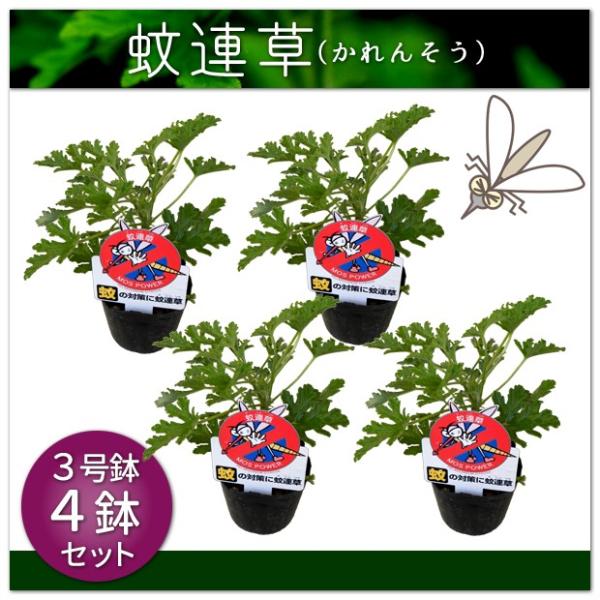 蚊連草 カレンソウ 3.5号鉢4鉢セット　虫よけハーブ  蚊が嫌う香り成分  ハーブで虫よけ　蚊よけ...