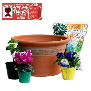 限定7セット　ウィッチフォードの福袋　カラー選べる花苗８ポット　培養土　宝石箱　迎春　年内お届けOK　年末年始セール　2023-9