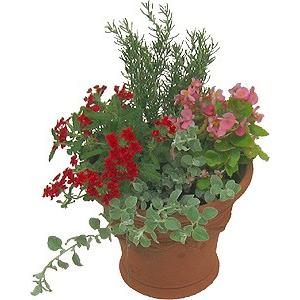 ウィッチフォード 植木鉢 ビオラポット アッシュ 9.5号鉢相当 イギリス