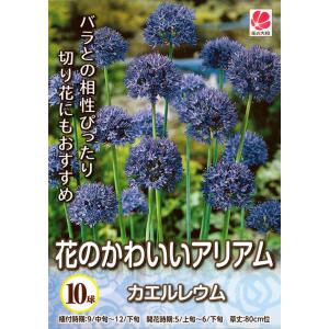 アリウム 球根の商品一覧 通販 Yahoo ショッピング