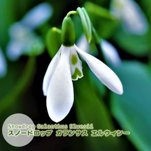 スノードロップ 球根 ガランサス エルウィシ− 4球絵袋入り マツユキ草 カネコ種苗 秋植え球根 第四種郵便可 水耕栽培