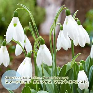 スノードロップ 球根 ガランサス マウントエベレスト 2球絵袋入り マツユキ草 秋植え球根 第四種郵便可　水耕栽培