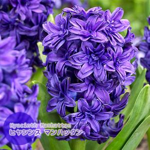 ヒヤシンス球根 青紫色 ブルーパール他 球根1球 甘い香りのダッチ系ジャンボヒヤシンス 球周17 18cm 秋植え球根 芳香 上品な青紫色 第四種郵便可 72 Bulb Hyacinth Blue 1 渋谷園芸 植木鉢屋 通販 Yahoo ショッピング