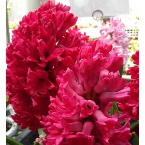 ヒヤシンス球根 青紫色 ブルーパール他 球根1球 甘い香りのダッチ系ジャンボヒヤシンス 球周17 18cm 秋植え球根 芳香 上品な青紫色 第四種郵便可 72 Bulb Hyacinth Blue 1 渋谷園芸 植木鉢屋 通販 Yahoo ショッピング