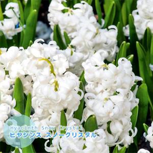 ヒヤシンス球根 青紫色 ブルーパール他 球根1球 甘い香りのダッチ系ジャンボヒヤシンス 球周17 18cm 秋植え球根 芳香 上品な青紫色 第四種郵便可 72 Bulb Hyacinth Blue 1 渋谷園芸 植木鉢屋 通販 Yahoo ショッピング