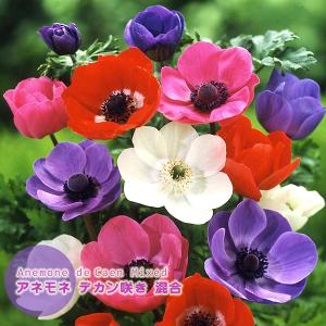アネモネ 球根 一重混合 デカン咲 絵袋30ml入 花色ミックス カネコ種苗 J-GARDEN 寄せ植え 秋植え球根 小球根 第四種郵便可