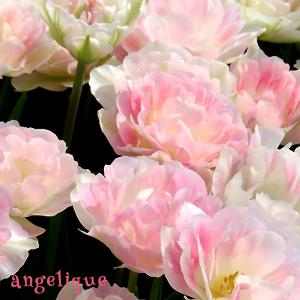 チューリップ 球根 アンジェリケ  桃色  6球絵袋入り  八重咲き シャクヤク咲き  J-GARDEN 秋植え球根 花壇 第四種郵便対応  秋植え球根