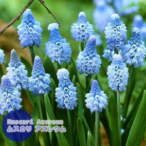 ムスカリ 球根 アズレウム 明るい青 10球絵袋入り 秋植え球根 珍花 レア 寄せ植え ブルーガーデン カネコ種苗 秋植え球根 第四種郵便可 水耕栽培