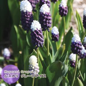 ムスカリ 球根 グレープアイス 白×紫色 4球絵袋入り 珍花 レア 寄せ植え ブルーガーデン カネコ種苗 秋植え球根 第四種郵便可　水耕栽培