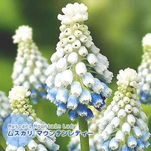 ムスカリ 球根 マウンテンレディー 白〜淡青色 5球絵袋入り 珍花 レア 寄せ植え ブルーガーデン カネコ種苗 秋植え球根 第四種郵便可　水耕栽培
