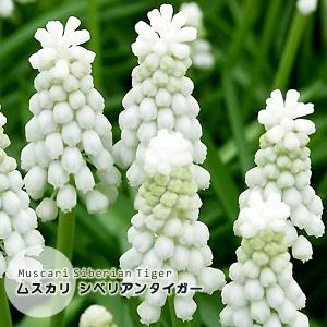 ムスカリ 球根 シベリアンタイガー 白 7球絵袋入り 珍花 レア 寄せ植え ホワイトガーデン カネコ種苗 秋植え球根 第四種郵便可 水耕栽培