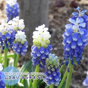 ムスカリ 球根 タッチオブスノー 白〜青色 7球絵袋入り 珍花 レア 寄せ植え ブルーガーデン カネコ種苗 秋植え球根 第四種郵便可　水耕栽培